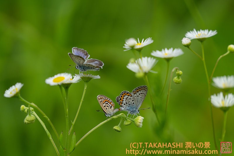 ../Images/7R250705 (20).jpg